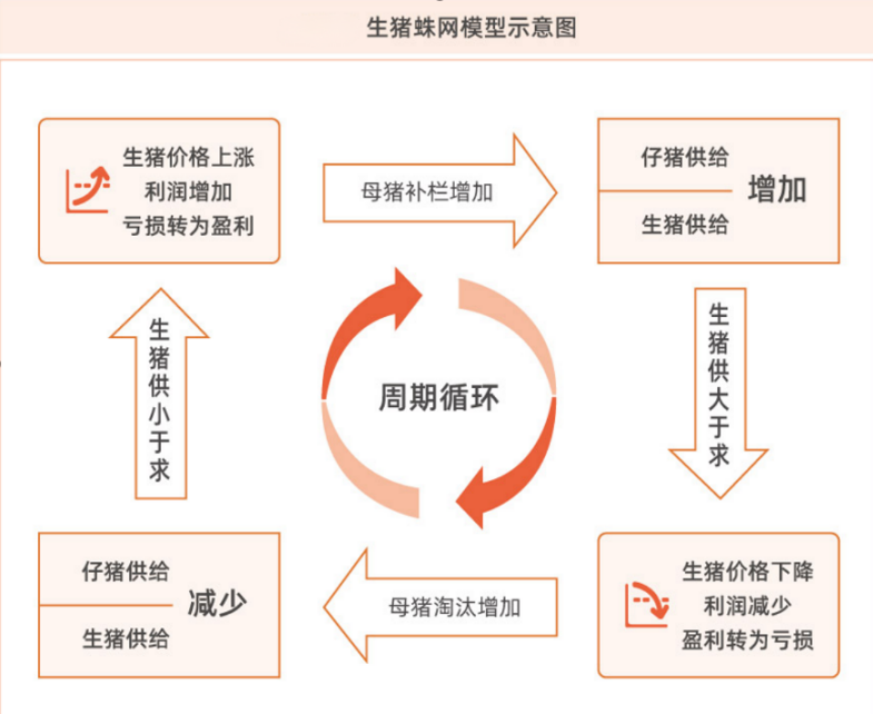 生猪蛛网模型示意图