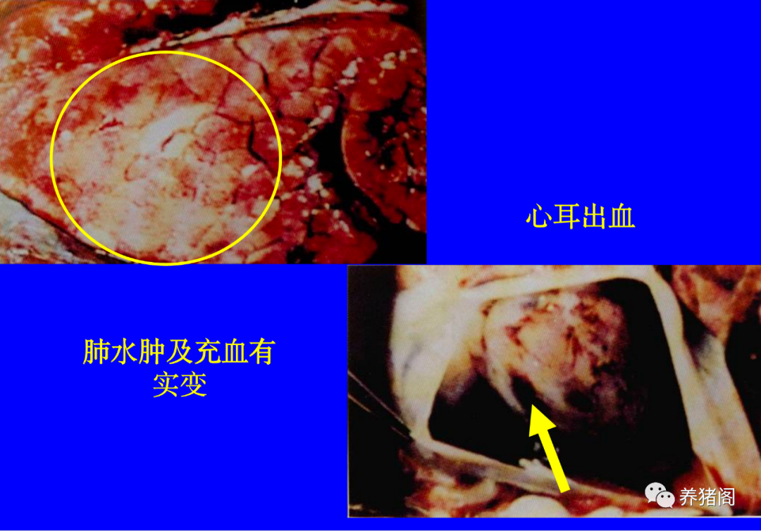 非瘟症状