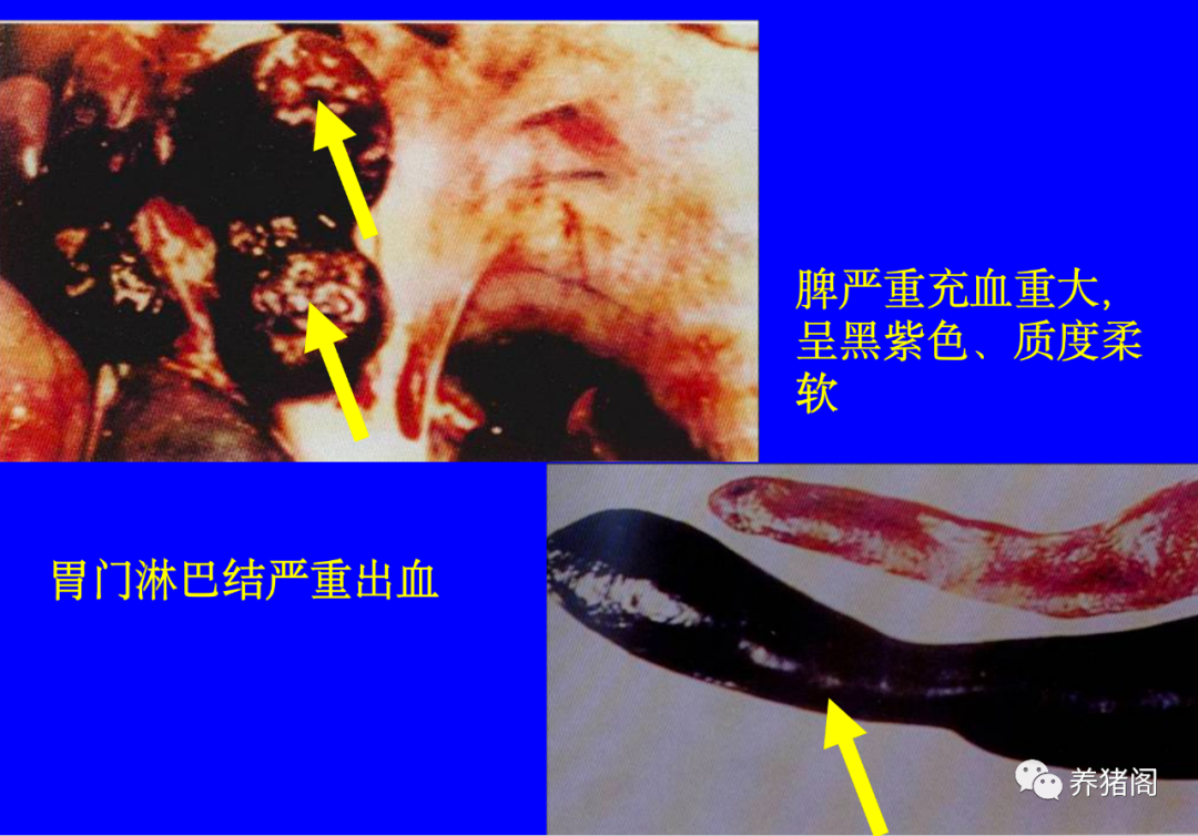 非瘟症状