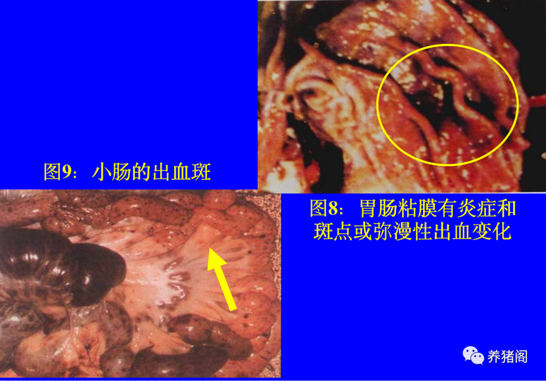 非瘟症状