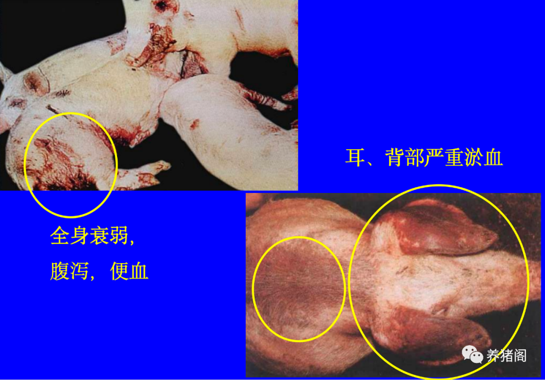 非瘟症状