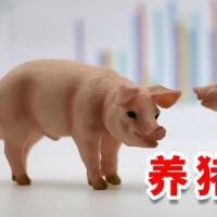 “强预期”遇见“弱现实”，猪价持续低迷，下半年猪价或存反弹契机？