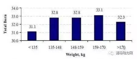 第一次配种时的体重对头三胎的总产仔数影响