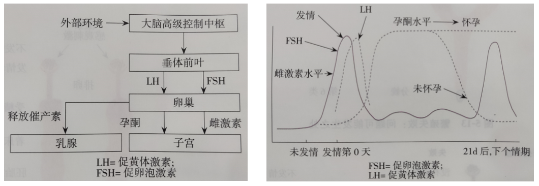 母猪发情期激素变化示意图