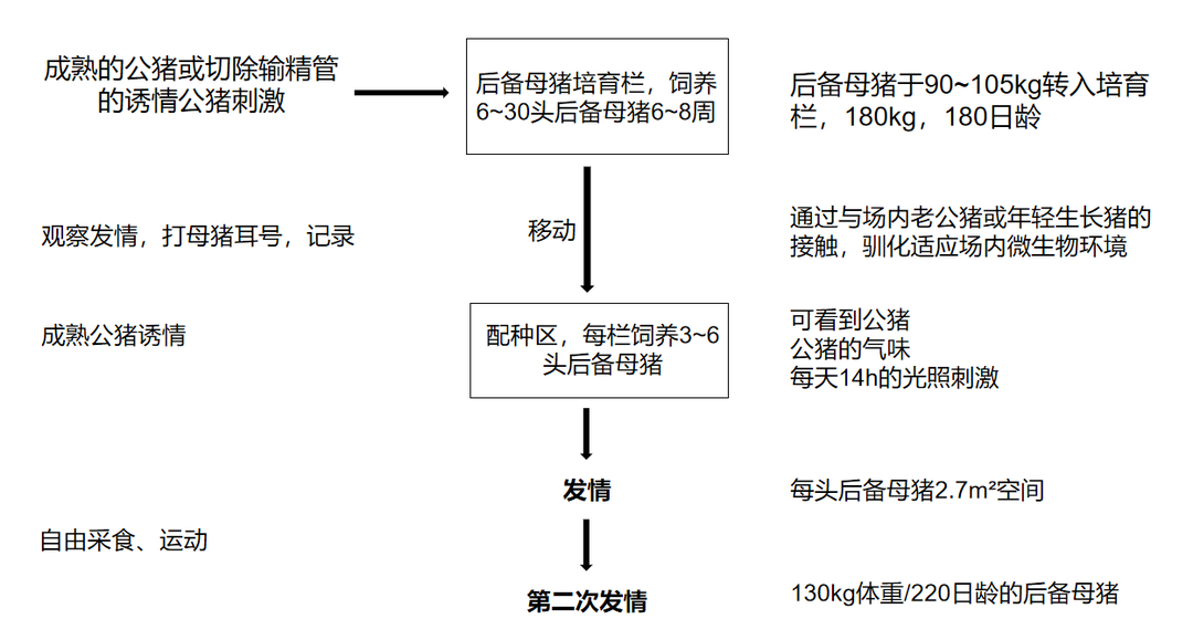 刺激后备母猪发情的关键点