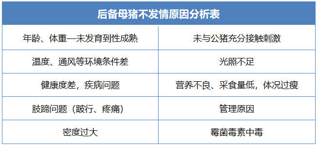 后备母猪不发情原因分析