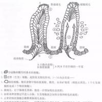 为什么断奶仔猪最容易发生腹泻？答案来了