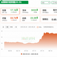 8月26日猪价陷入“僵局”！市场二育升温，涨势即将再燃？