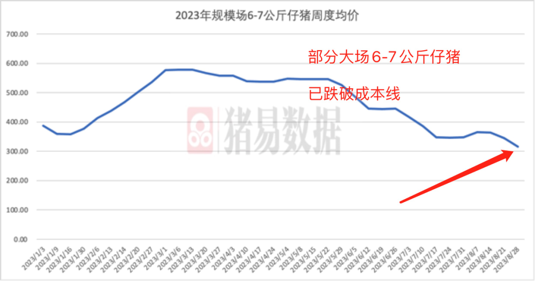 大场断奶仔猪报价300-330元！跌破成本线！去产能有望加速！