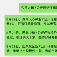 大场断奶仔猪报价300-330元！跌破成本线！去产能有望加速！